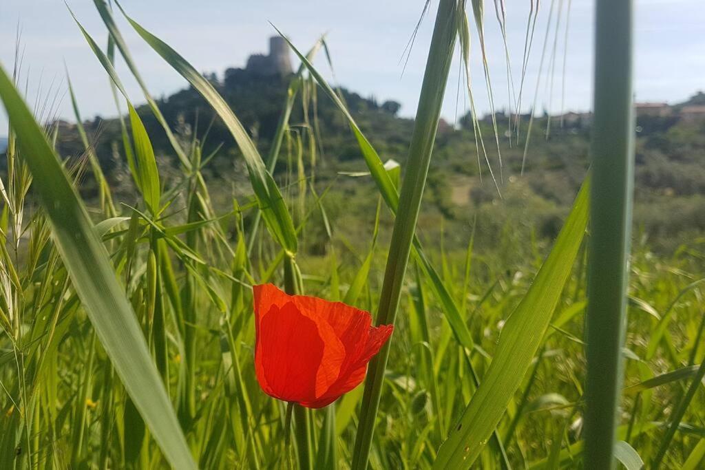 La Casina Di Nonna Giulia Apartment Castiglione d'Orcia Luaran gambar